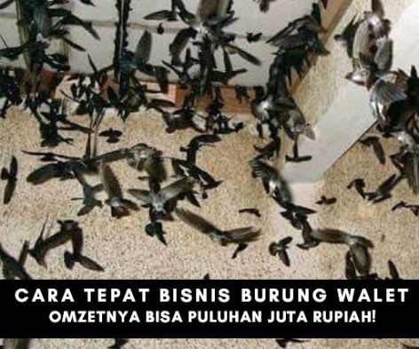 Cara Tepat Menjalankan Bisnis Budidaya Burung Walet