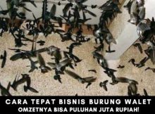 Cara Tepat Menjalankan Bisnis Budidaya Burung Walet